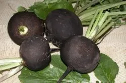 Редька зимова кругла чорна коли садити, вирощування
