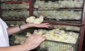 Розведення бройлерів за допомогою підлогового і кліткового утримання (курник для бройлерів) Розведення бройлерів за допомогою підлогового і кліткового утримання