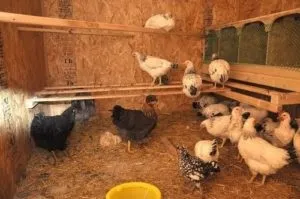 Розведення бройлерів за допомогою підлогового і кліткового утримання (курник для бройлерів) Розведення бройлерів за допомогою підлогового і кліткового утримання