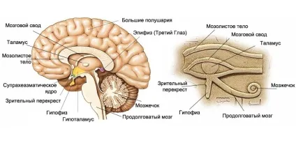 Розвиток епіфіза як відкрити свій «третє око» (епіфіза) Розвиток епіфіза як відкрити свій «третє око»