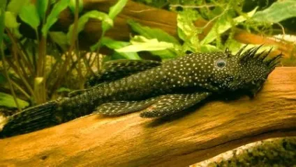 Розведення звичайного анциструса (ancistrus dolichopterus) (годування акваріумних рибок) Розведення звичайного анциструса (ancistrus dolichopterus)