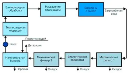 Розведення осетра, бізнес виробництво (осетра) Розведення осетра, бізнес виробництво