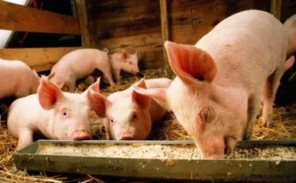 Розведення і утримання свиней в домашніх умовах (свиней) Розведення і утримання свиней в домашніх умовах