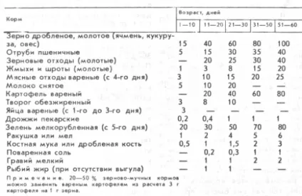 Розведення каченят на м'ясо