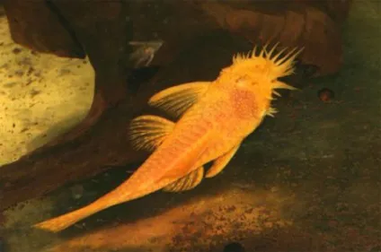 Розведення звичайного анциструса (ancistrus dolichopterus) (оформлення акваріума) Розведення звичайного анциструса (ancistrus dolichopterus)