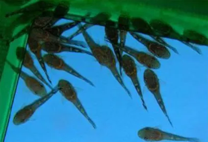 Розведення звичайного анциструса (ancistrus dolichopterus) (освітлення акваріума) Розведення звичайного анциструса (ancistrus dolichopterus)