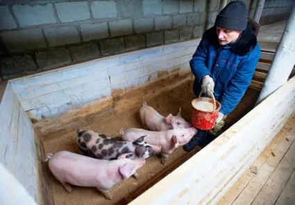Розведення свиней як бізнес (Розведення свиней бізнес) Розведення свиней як бізнес