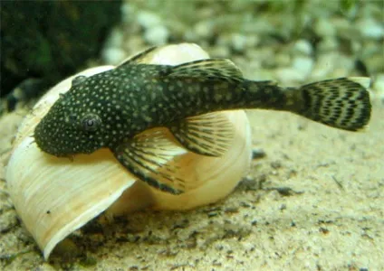 Розведення звичайного анциструса (ancistrus dolichopterus) (фільтрація акваріума) Розведення звичайного анциструса (ancistrus dolichopterus)