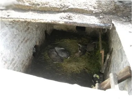 Розведення кроликів в ямах і норах (фото і відео) (кроликів ямах норах) Розведення кроликів в ямах і норах (фото і відео)