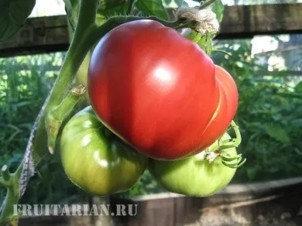 Реакція на помідори або Помідорова прихід (Помідорова) Реакція на помідори або Помідорова прихід