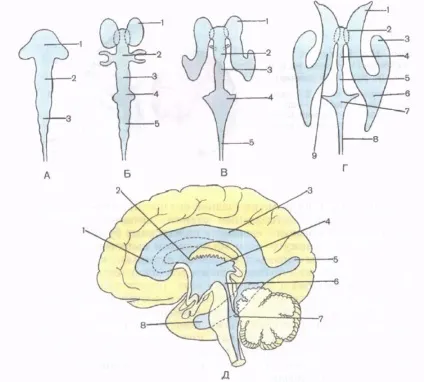 Розвиток нервової системи у людини - сторінка 4 (neurologia) Розвиток нервової системи у людини - сторінка 4