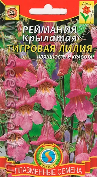 Рейманом крилата тигрова лілія вирощування з насіння, посадка, догляд (Рейманом крилата тигрова лілія) Рейманом крилата тигрова лілія вирощування з насіння, посадка, догляд