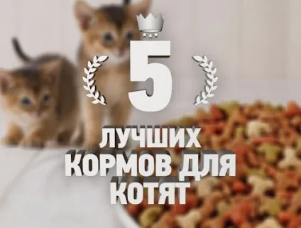 Рейтинг 5 кращих кормів для кошенят - топ 5 (кошенят) Рейтинг 5 кращих кормів для кошенят - топ 5
