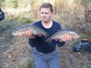 Риба язь, її відмінність від головня і де вона живе (головня) Риба язь, її відмінність від головня і де вона живе