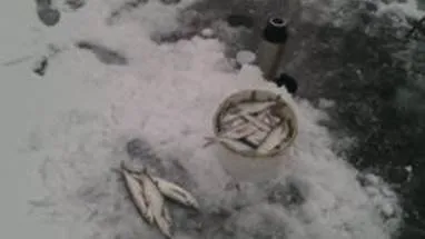 Риболовля на чехонь (чехоня) Риболовля на чехонь