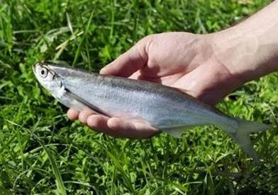 Риболовля на чехонь (чехоня) Риболовля на чехонь