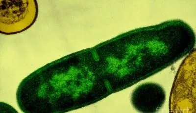 Рід бактерій bacillus cereus, subtilis, licheniformis, thuringiensis