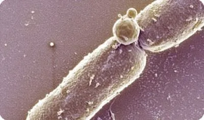 Рід бактерій bacillus cereus, subtilis, licheniformis, thuringiensis