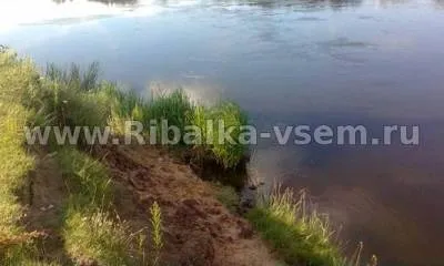 Риболовля на чехонь (рибалка) Риболовля на чехонь