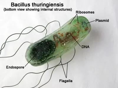 Рід бактерій bacillus cereus, subtilis, licheniformis, thuringiensis