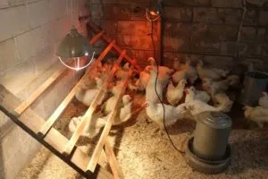 Як обігріти курник взимку без електрики основні види (курник взимку електрики) Як обігріти курник взимку без електрики основні види
