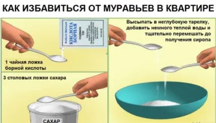 Як назавжди позбутися від мурашок в будинку борна кислота і інші ефективні засоби, відео, фото (як назавжди позбутися від мурашок в будинку) Як назавжди позбутися від мурашок в будинку борна кислота і інші ефективні засоби, відео, фото