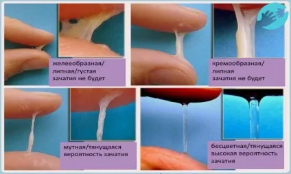Як визначити овуляцію по виділенням - фото і відчуття (виділенням) Як визначити овуляцію по виділенням - фото і відчуття