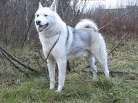 Російський гончак