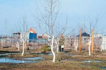 Сад після суворої зими, наука і життя (інтерв'ю) Сад після суворої зими, наука і життя