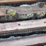 Збірка гнізда бджіл на зиму, практичне бджільництво (бджіл) Збірка гнізда бджіл на зиму, практичне бджільництво