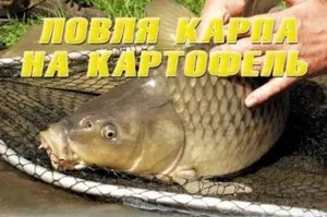 З чим йти на коропа »