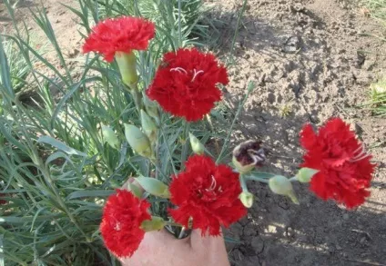 Найпоширеніші види гвоздики