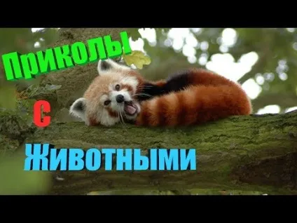 Найсмішніші приколи про тварин 2017 року найсмішніші тварини за тиждень мої вихованці собаки на (приколи) Найсмішніші приколи про тварин 2017 року найсмішніші тварини за тиждень мої вихованці собаки на