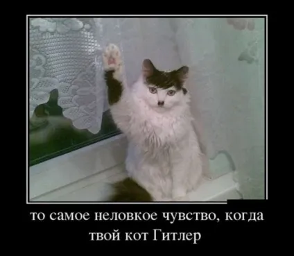 Самий пухнастий кіт у світі та інші відомі коти