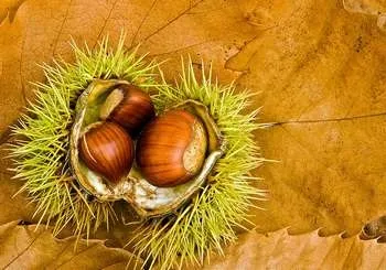 Їстівні каштани користь і шкода, рецепти (каштани) Їстівні каштани користь і шкода, рецепти