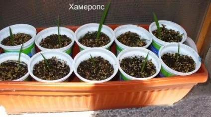 Секрети вирощування та догляду за пальмою хамеропс (хамеропс) Секрети вирощування та догляду за пальмою хамеропс