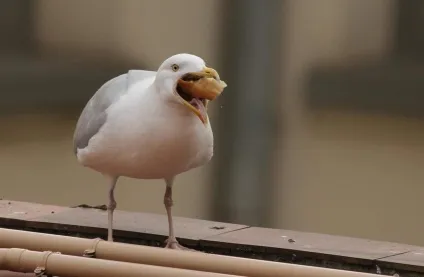 срібляста чайка