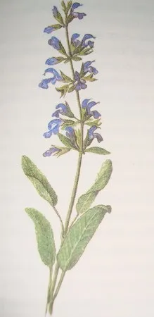 шавлія лікарський