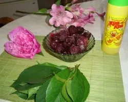 Шампунь від сивини, приготування в домашніх умовах (сивини) Шампунь від сивини, приготування в домашніх умовах