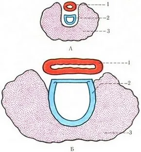 Щитовидна залоза (glandula thyroidea), ендокринні залози, анатомія людини (залози) Щитовидна залоза (glandula thyroidea), ендокринні залози, анатомія людини