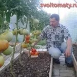 Шунтукскій велетень, все про помідори (томати) - відео, фото, відкличу (велетень) Шунтукскій велетень, все про помідори (томати) - відео, фото, відкличу