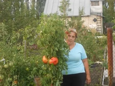 Шунтукскій велетень, все про помідори (томати) - відео, фото, відкличу (велетень) Шунтукскій велетень, все про помідори (томати) - відео, фото, відкличу