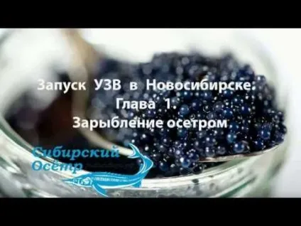 Сибірський осетер