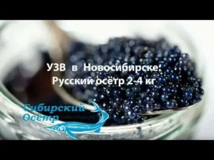 Сибірський осетер