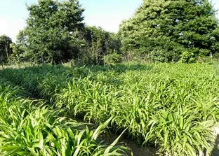 Сльози Богородиці - оптина пустель - живий літопис (темнимізернамі) Сльози Богородиці - оптина пустель - живий літопис
