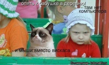 Смішні картинки про котів з написами (котів) Смішні картинки про котів з написами