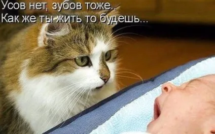 Смішні картинки про котів з написами (котів) Смішні картинки про котів з написами