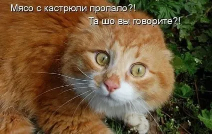 Смішні картинки про котів з написами (котів) Смішні картинки про котів з написами