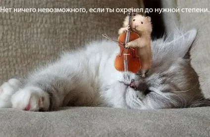 Смішні картинки про котів з написами (котів) Смішні картинки про котів з написами