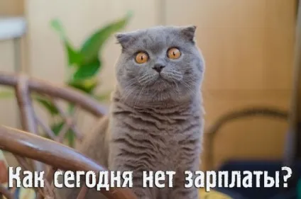 Смішні картинки про котів з написами (котів) Смішні картинки про котів з написами